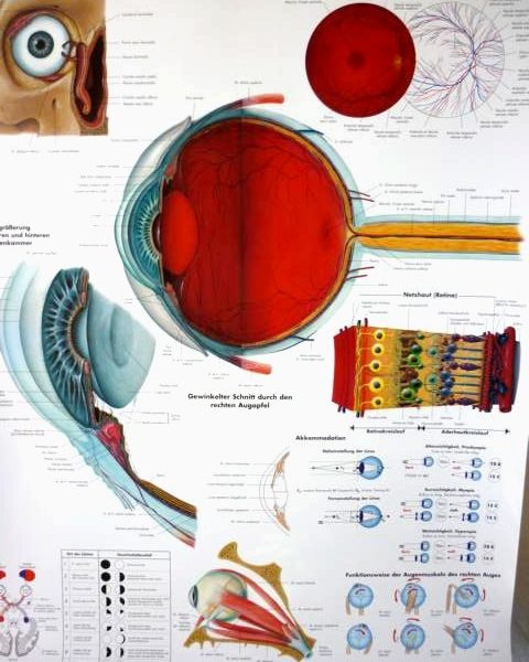 Das Auge auf einer Schautafel
