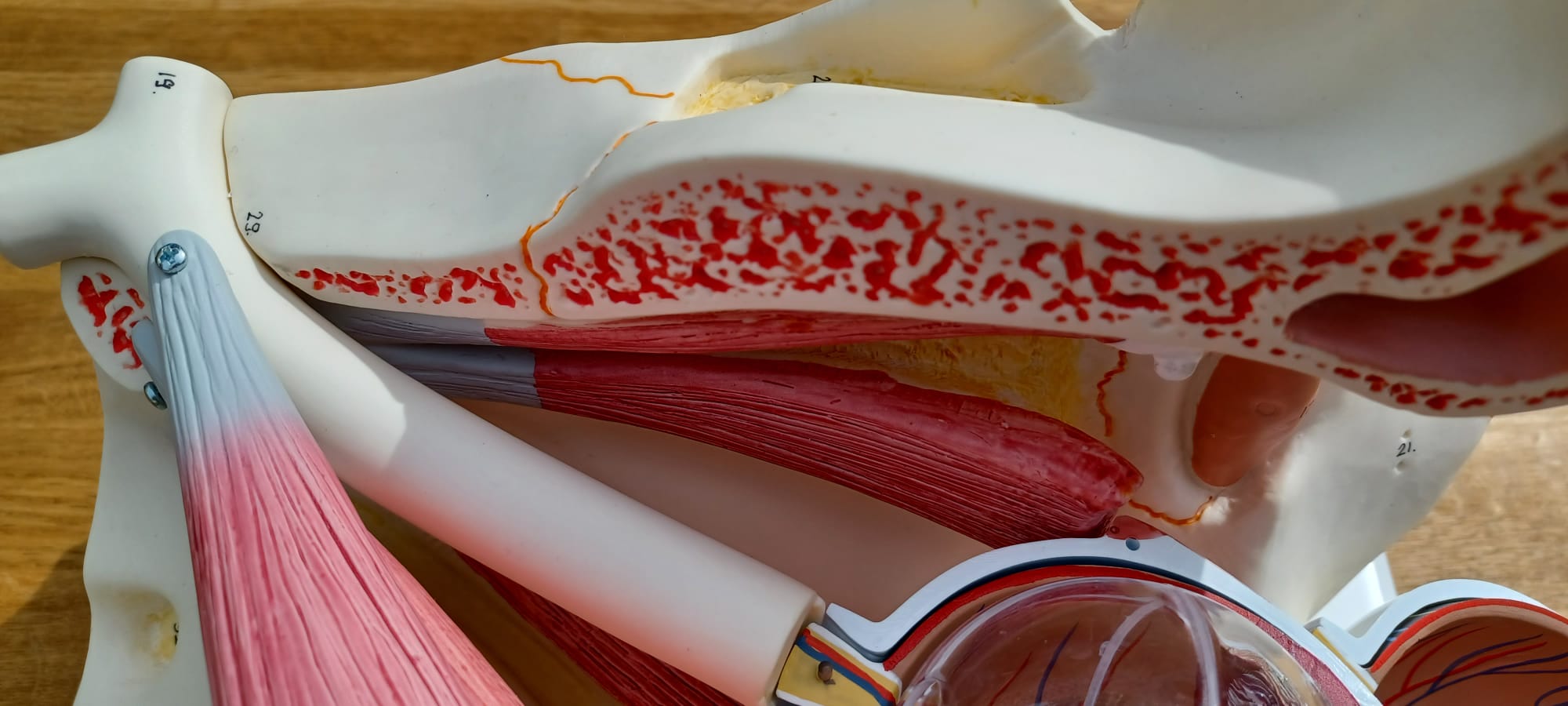 Dieses Augenmodell mit knöchernen Augenhöhle ist ideal für Ihre Praxis