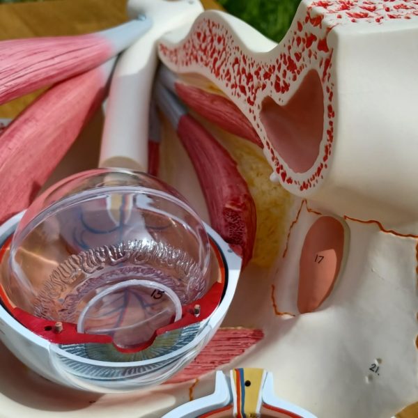 Modellauge mit knöcherner Augenhöhle