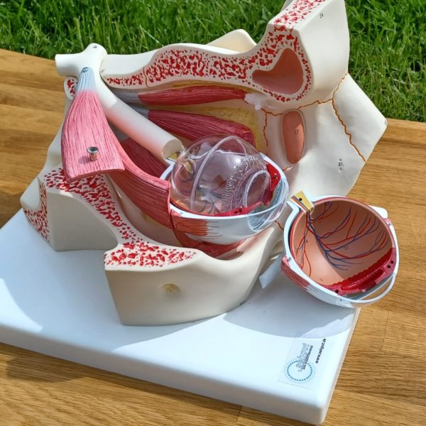 Das große Augenmodell für Ihre Praxis.