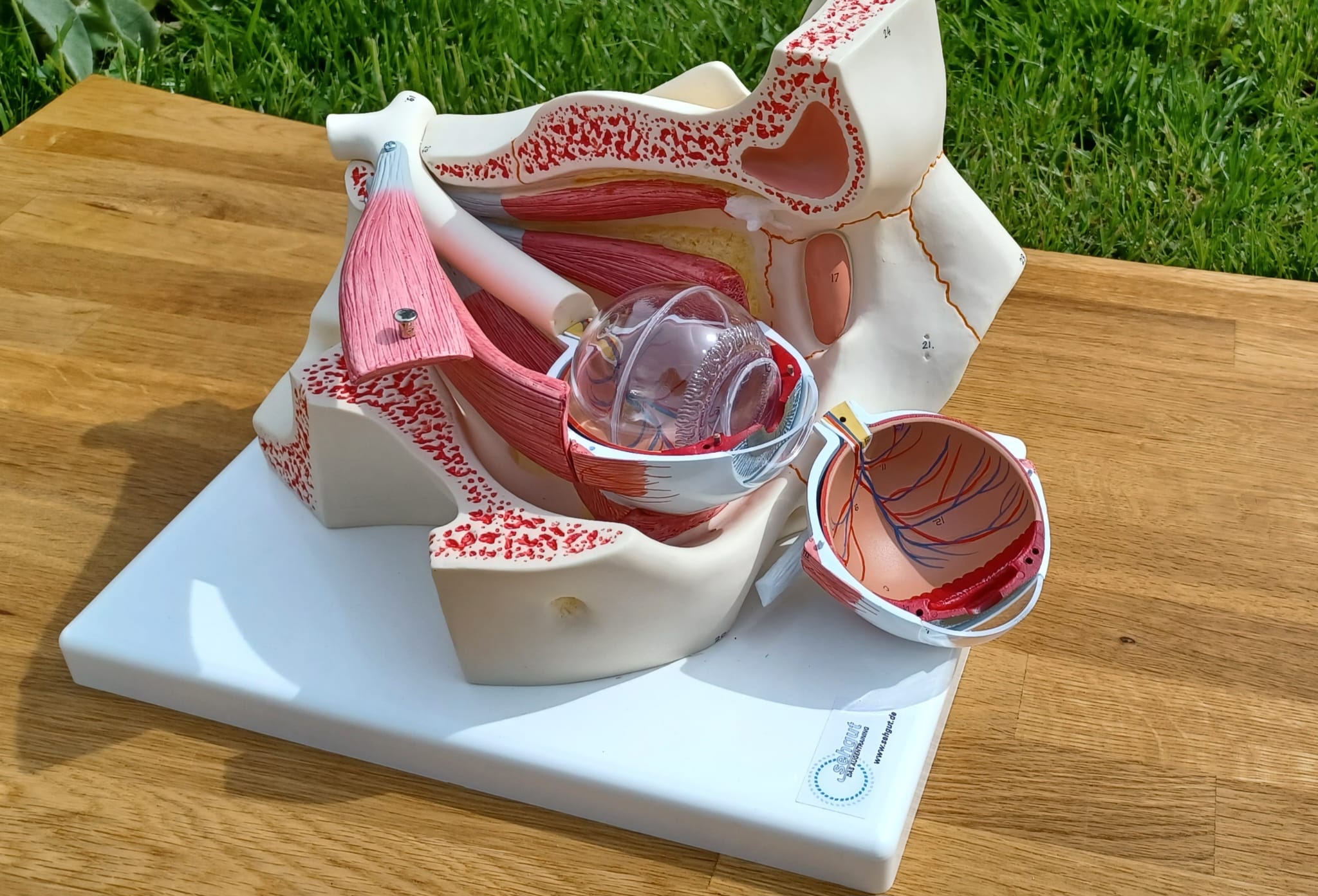 Das große Augenmodell für Ihre Praxis.