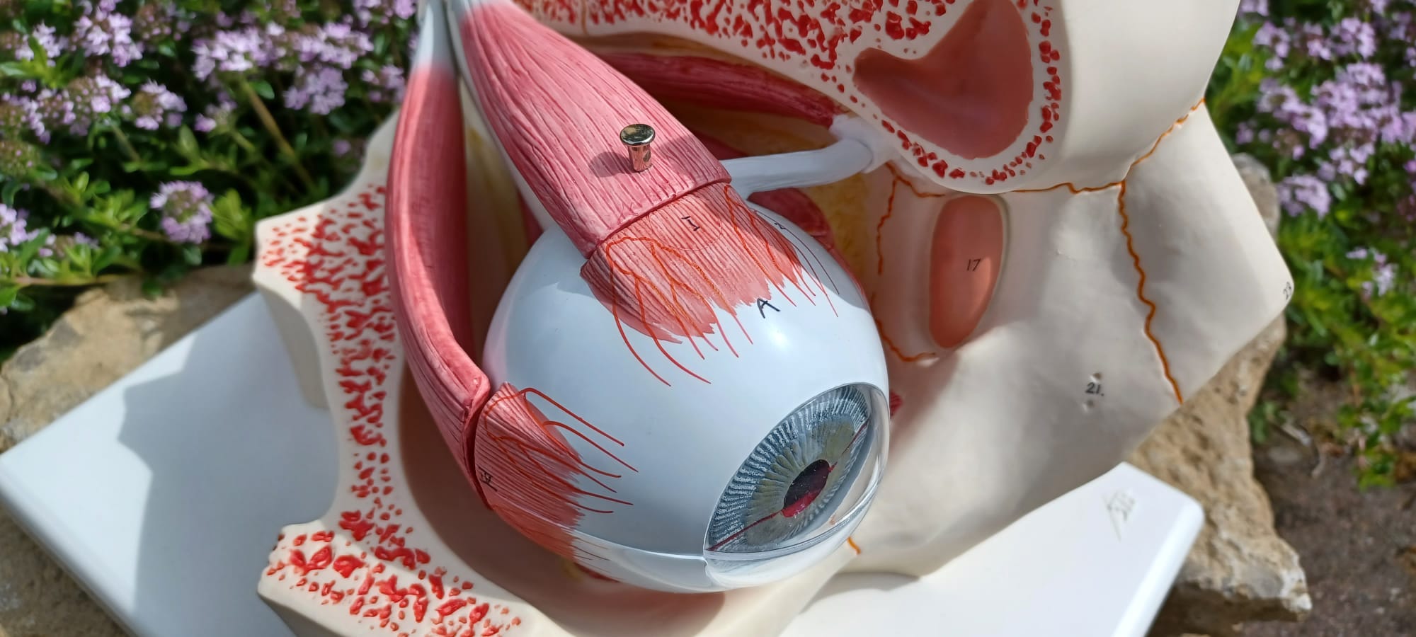 Modellauge Nr.3 mit Augenhöhle